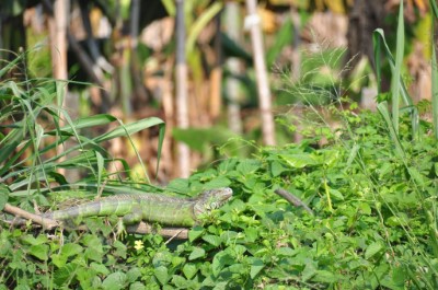 綠鬣蜥(母)_臺灣爬行類保育協會(徐偉傑提供)